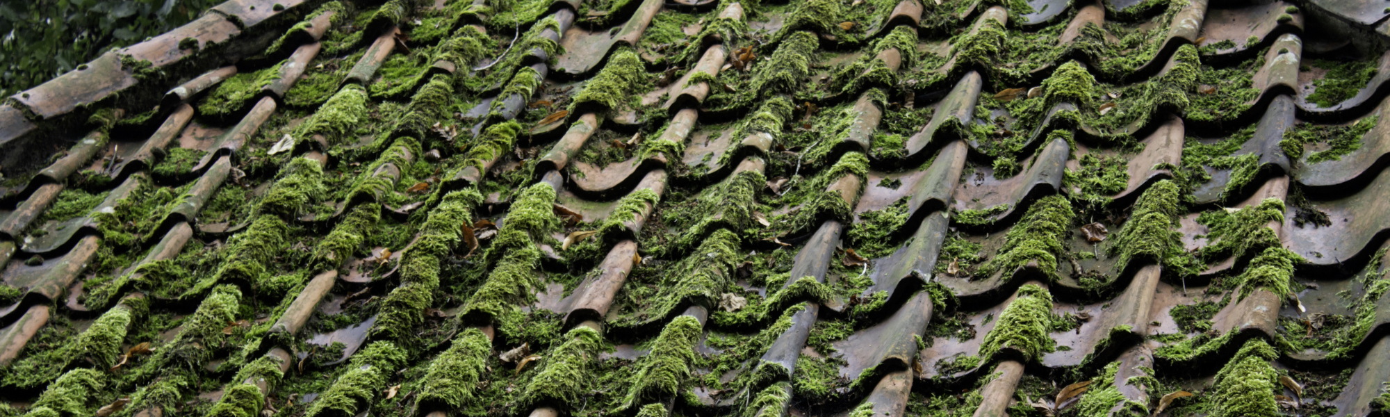 How to Prevent Green Algae Stain on a Roof in Port Charlotte - best roofing company - metal roof contractor - roofer - leading residential and commercial roof repair companies - Pensacola, Panama City, Destin, Port Charlotte, Fort Myers, Sarasota, Punta Gorda, Navarre, Milton, Gulf Breeze, Mary Esther, Lynn Haven, Englewood, Arcadia, North Port