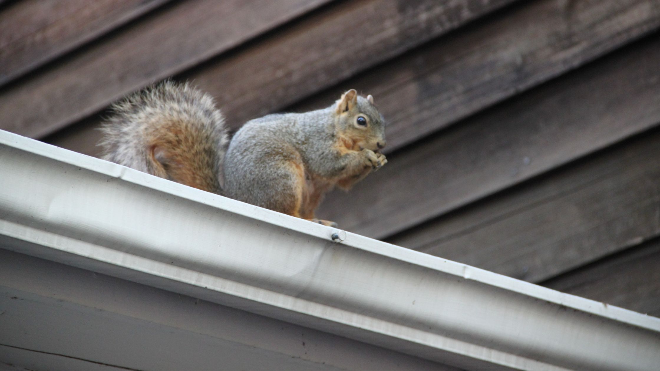 Pest Control in Pensacola | best roofing company - metal roof contractor - roofer - leading residential and commercial roof repair companies - Pensacola, Panama City, Destin, Port Charlotte, Fort Myers, Sarasota, Punta Gorda, Navarre, Milton, Gulf Breeze, Mary Esther, Lynn Haven